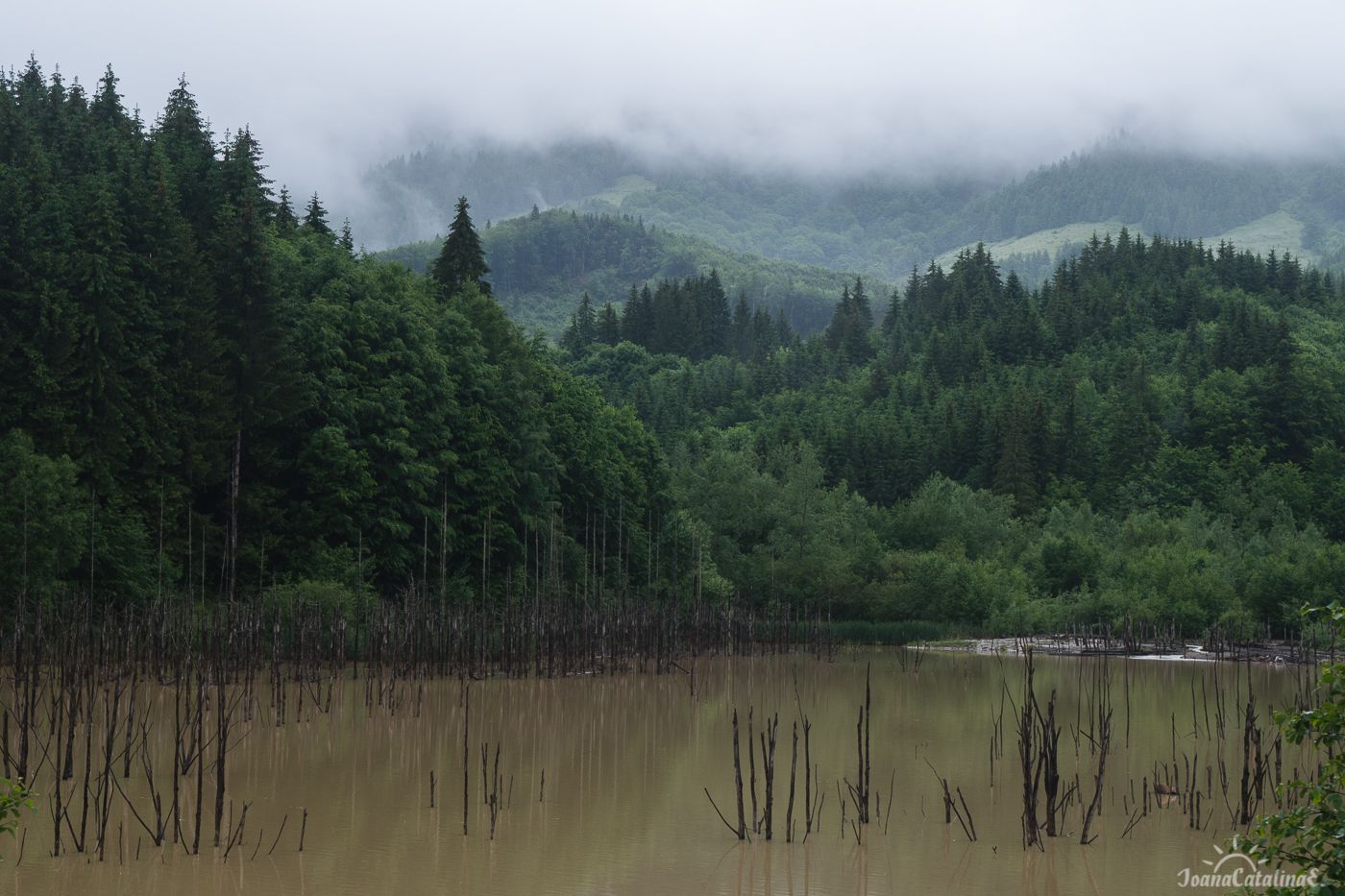 Cozla forest & Cuejdel lake Romania 2