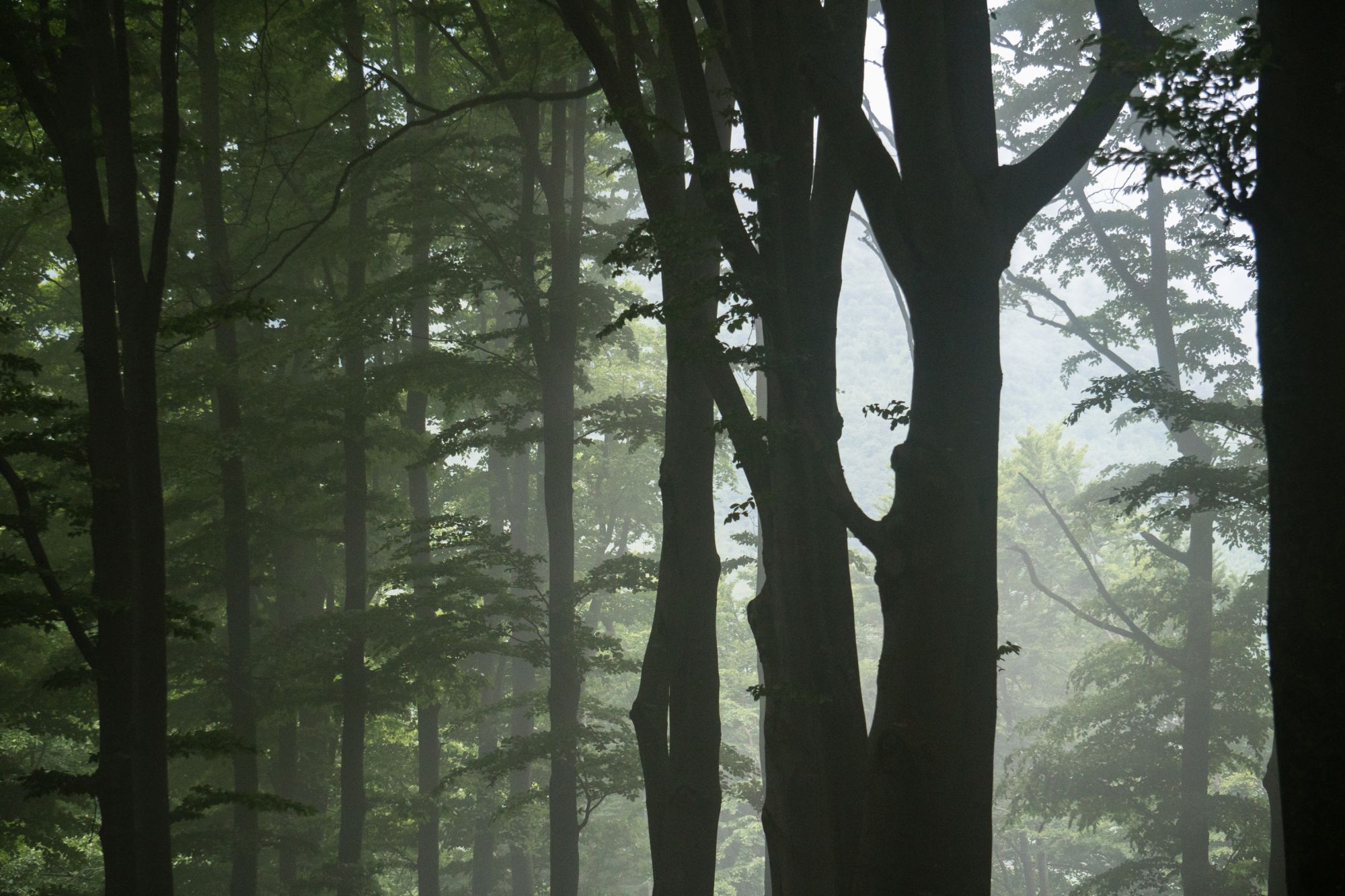 Cozla forest & Cuejdel lake Romania header