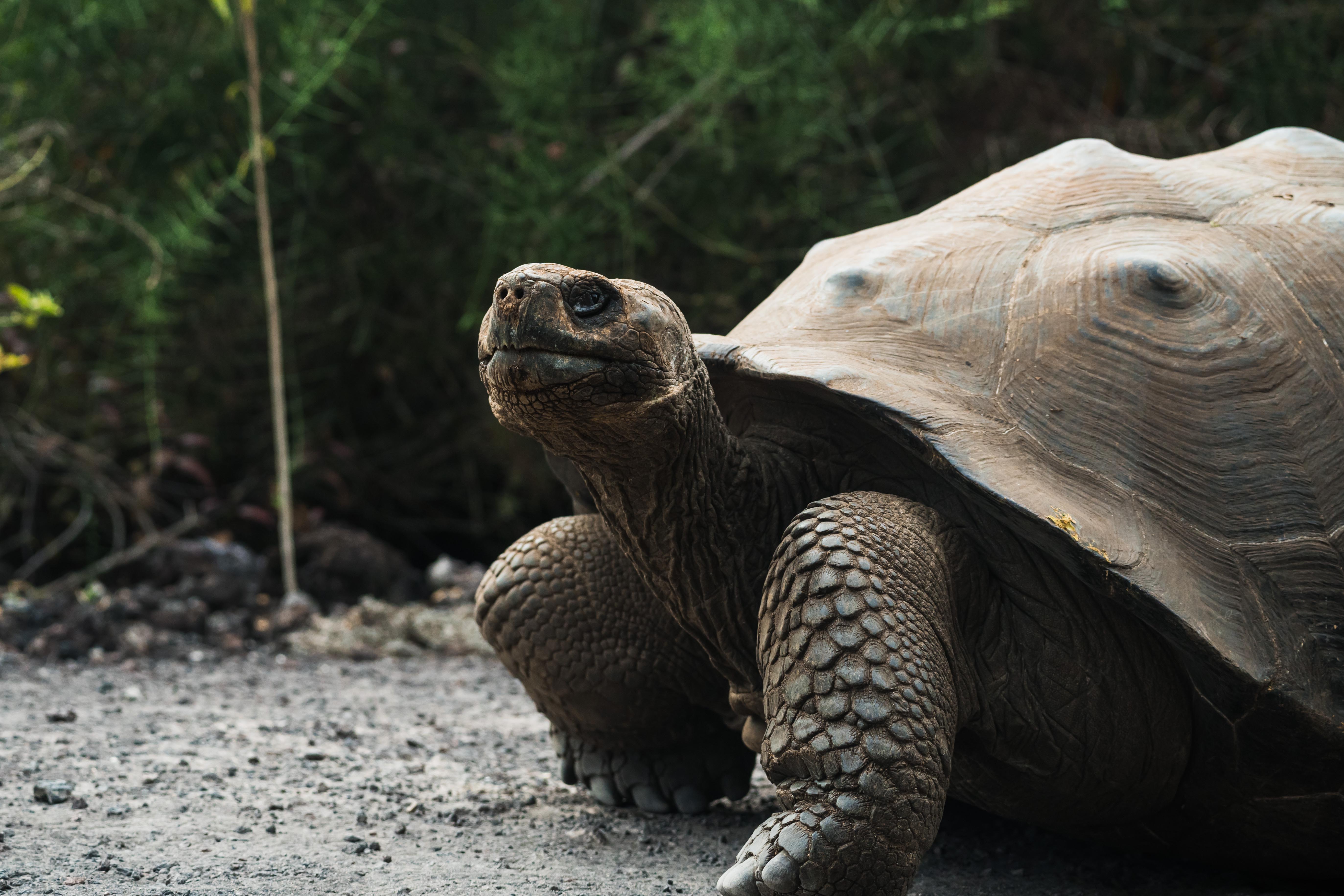 Galapagos Islands Ecuador header